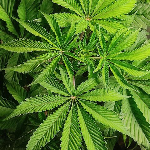 🔵 Foto Tropical Scout  growlog timeline photo