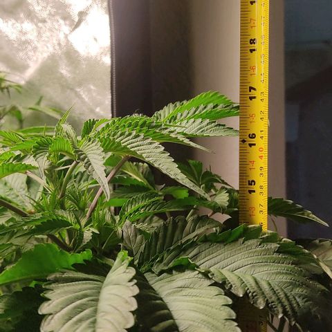 🔵 Foto Tropical Scout  growlog timeline photo