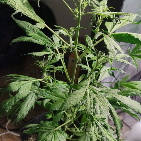 🔴 Auto Black Bird  growlog timeline photo
