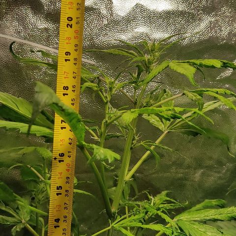 🔴 Auto Black Bird  growlog timeline photo