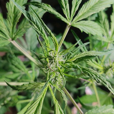 🔴 Auto Black Bird  growlog timeline photo