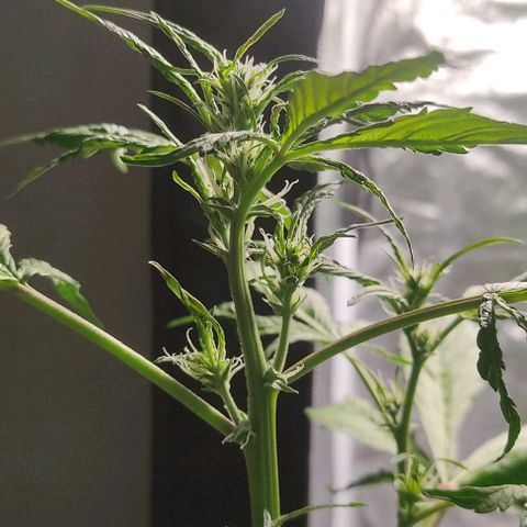 🔴 Auto Black Bird  growlog timeline photo