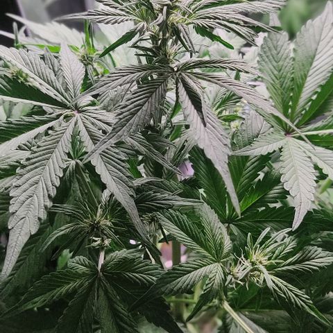 🔴 Auto Black Bird 2 growlog timeline photo