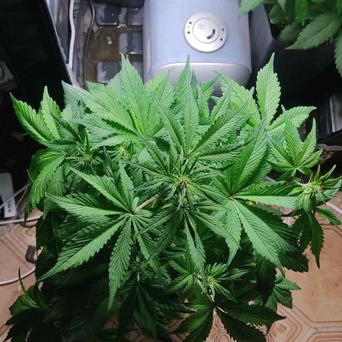 🔴 Auto Black Bird 2 growlog timeline photo