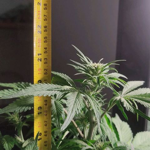 🔴 Auto Black Bird 2 growlog timeline photo
