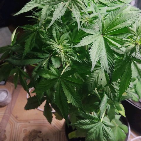 🔴 Auto Black Bird 2 growlog timeline photo