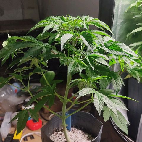 🔵 Foto Tropical Scout  growlog timeline photo