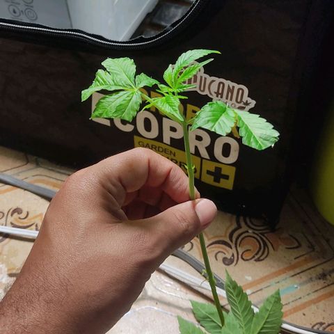 🔵 Foto Tropical Scout  growlog timeline photo