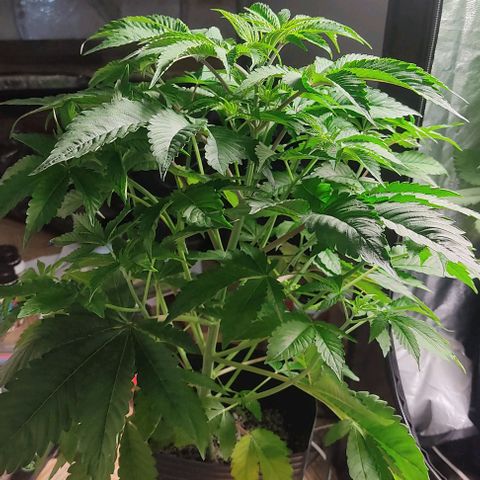 🔵 Foto Tropical Scout  growlog timeline photo