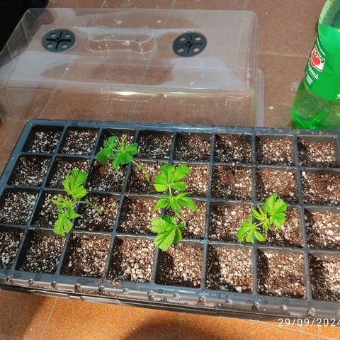 🔵 Foto Tropical Scout  growlog timeline photo