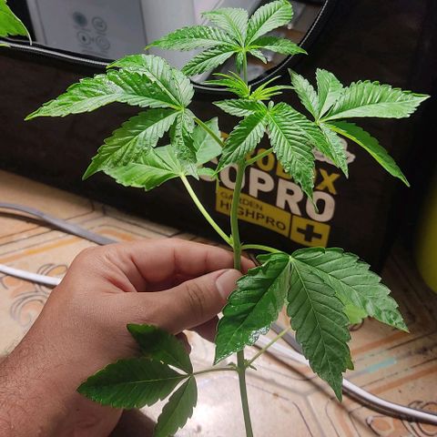 🔵 Foto Tropical Scout  growlog timeline photo