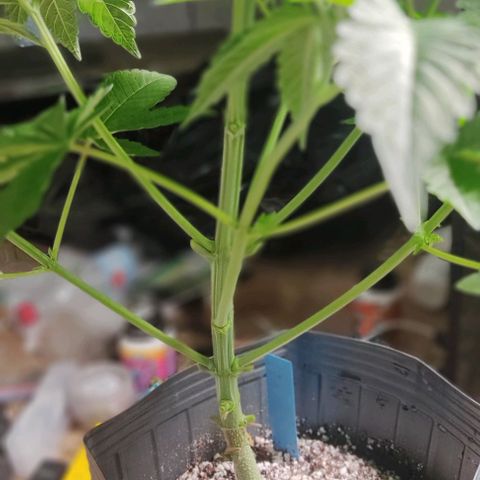 🔵 Foto Tropical Scout  growlog timeline photo