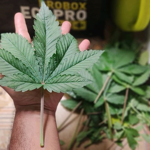 🔵 Foto Tropical Scout  growlog timeline photo