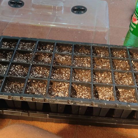 🔵 Foto Tropical Scout  growlog timeline photo