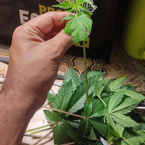 🔵 Foto Tropical Scout  growlog timeline photo
