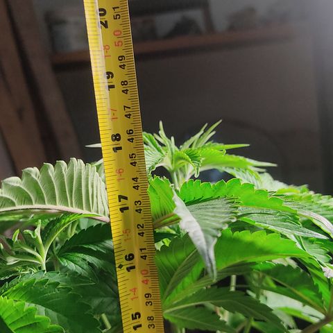 🔵 Foto Tropical Scout  growlog timeline photo