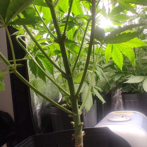 🔵 Foto Tropical Scout  growlog timeline photo