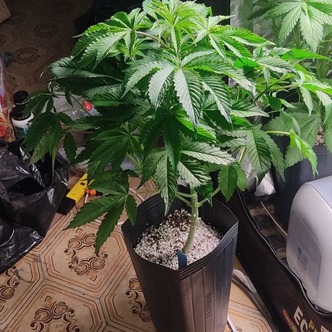 🔵 Foto Tropical Scout  growlog timeline photo