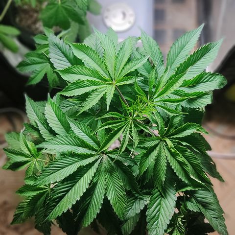 🔵 Foto Tropical Scout  growlog timeline photo