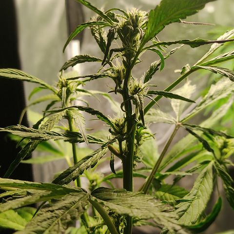🔴 Auto Black Bird  growlog timeline photo