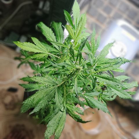 🔴 Auto Black Bird  growlog timeline photo