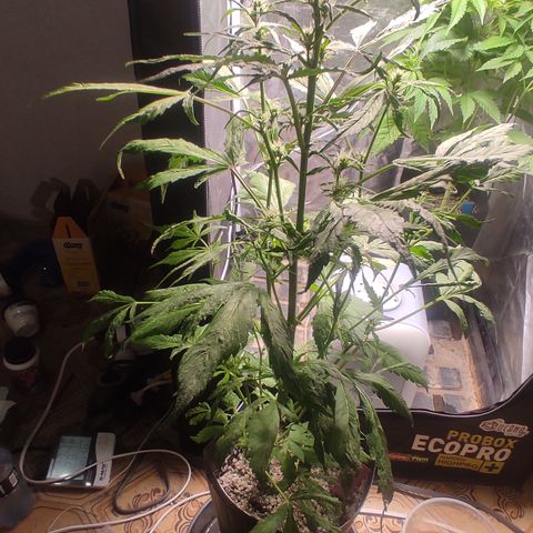 🔴 Auto Black Bird  growlog timeline photo