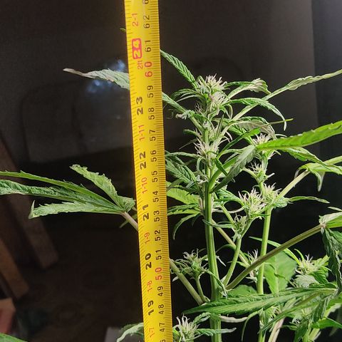 🔴 Auto Black Bird  growlog timeline photo
