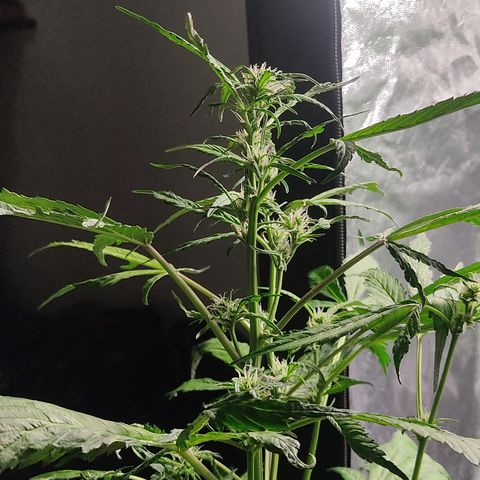 🔴 Auto Black Bird  growlog timeline photo