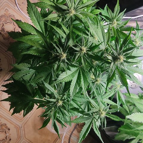 🟢 Auto Bloody fruit grape 🍇 growlog timeline photo