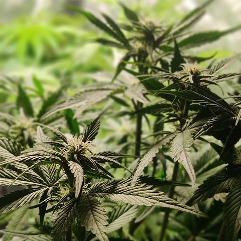 🟢 Auto Bloody fruit grape 🍇 growlog timeline photo