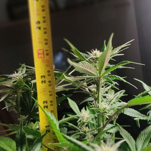 🟢 Auto Bloody fruit grape 🍇 growlog timeline photo
