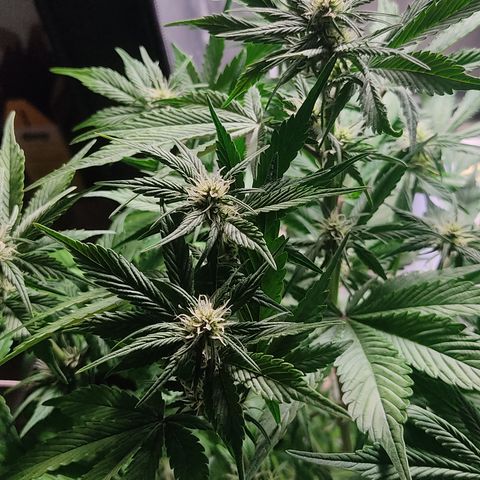 🟢 Auto Bloody fruit grape 🍇 growlog timeline photo