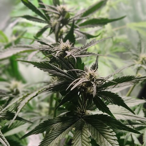 🟢 Auto Bloody fruit grape 🍇 growlog timeline photo