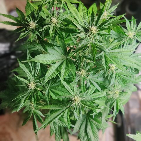 🟢 Auto Bloody fruit grape 🍇 growlog timeline photo