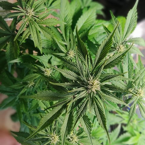 🔴 Auto Black Bird 2 growlog timeline photo