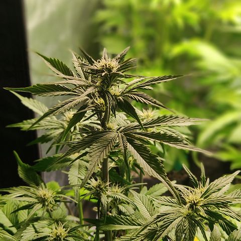 🔴 Auto Black Bird 2 growlog timeline photo