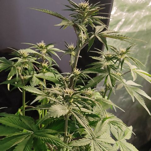 🔴 Auto Black Bird 2 growlog timeline photo