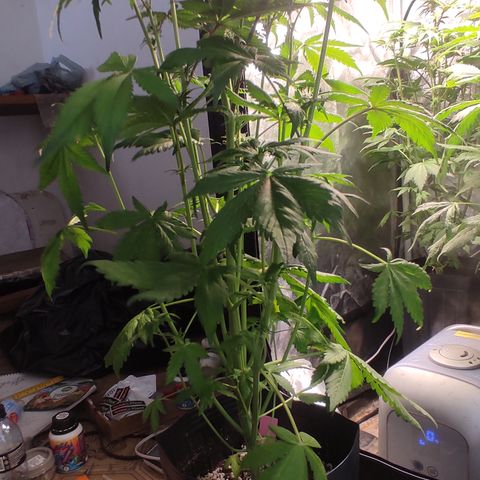 🔴 Auto Black Bird 2 growlog timeline photo