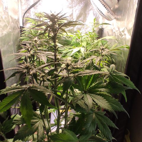 🔴 Auto Black Bird 2 growlog timeline photo