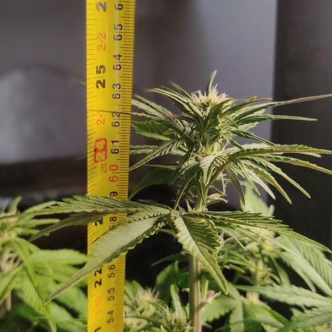 🔴 Auto Black Bird 2 growlog timeline photo