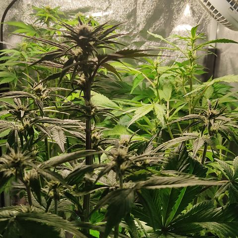 🔴 Auto Black Bird 2 growlog timeline photo
