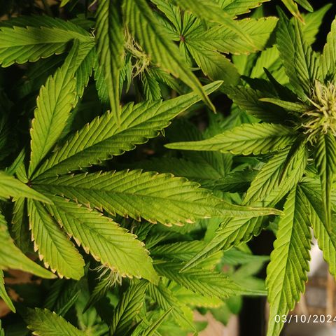 🟢 Auto Bloody fruit grape 🍇 growlog photo: Algumas pontas estão ficando amareladas 