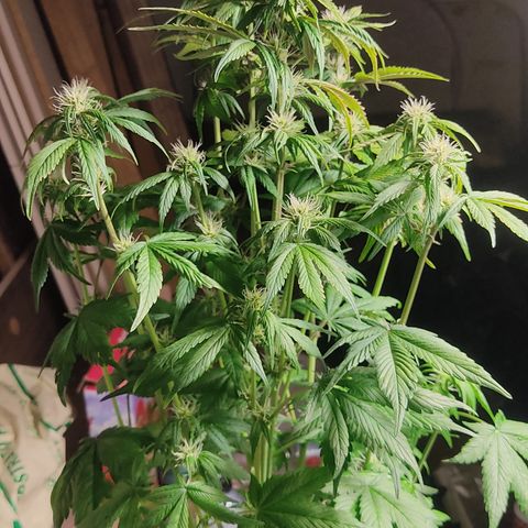 🟢 Auto Bloody fruit grape 🍇 growlog timeline photo