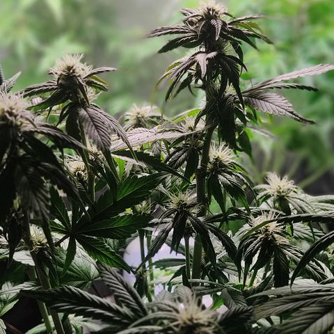 🟢 Auto Bloody fruit grape 🍇 growlog timeline photo