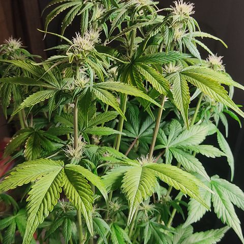 🟢 Auto Bloody fruit grape 🍇 growlog timeline photo