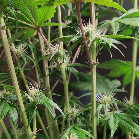 🟢 Auto Bloody fruit grape 🍇 growlog timeline photo