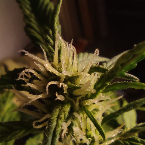 🔴 Auto Black Bird  growlog timeline photo