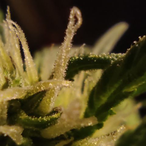 🔴 Auto Black Bird  growlog timeline photo