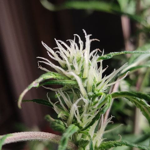 🔴 Auto Black Bird  growlog timeline photo
