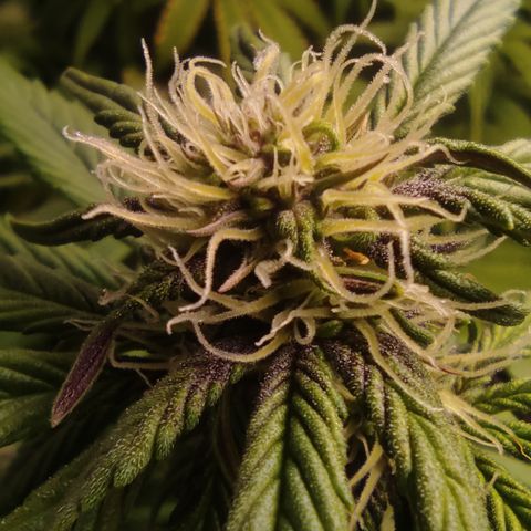 🔴 Auto Black Bird 2 growlog timeline photo